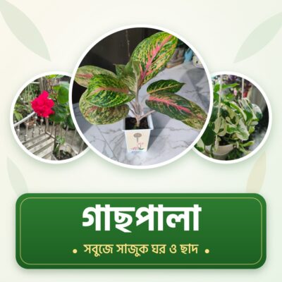 গাছপালা