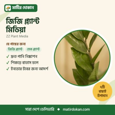 জিজি প্ল্যান্ট মিডিয়া